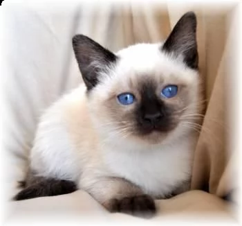 bellissimi gattini siamese disponibili per l'adozione gratuita.