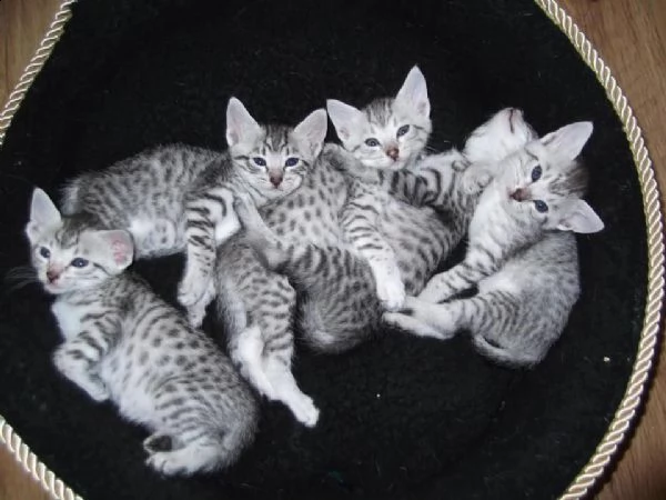 bellissimi gattini egyptian mau disponibili per l'adozione gratuita