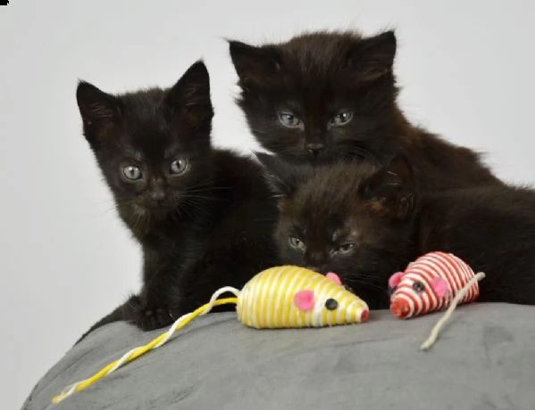 bellissimi gattini bombay disponibili per l'adozione gratuita.