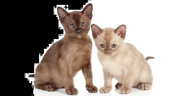 bellissimi gattini burmese disponibili per l'adozione gratuita.
