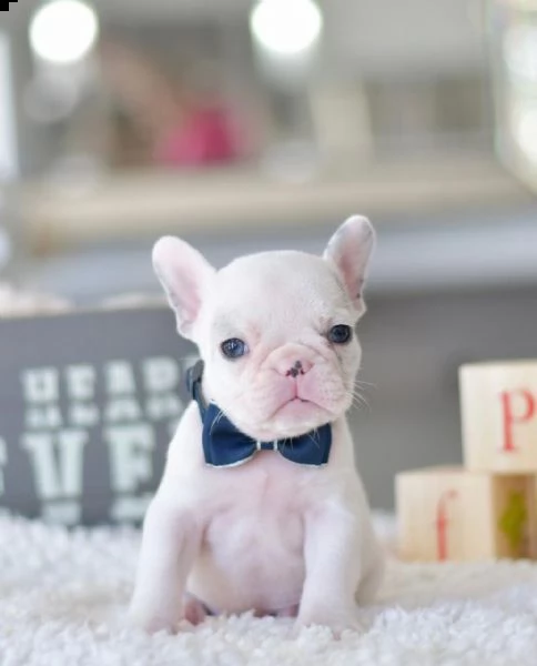 regalo  bulldog francese enci fci   disponibile cucciolo maschio di bulldog francese di altissima ge