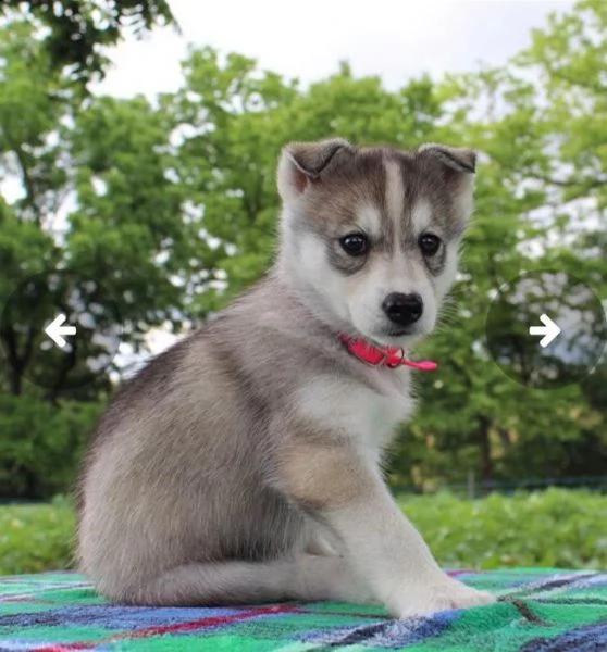  re.ga.lo cuccioli siberian husky uno maschio e femmina due cuccioli siberian husky...... i cuccioli