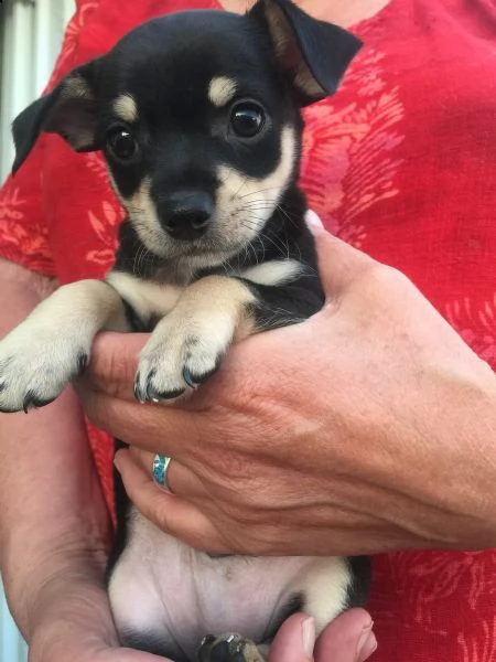 regalo cuccioli di chihuahua mini toy