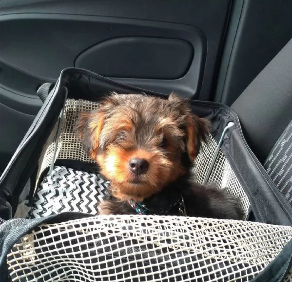 regalo cuccioli di yorkie