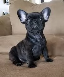 regalo  adorabili cuccioli di bulldog francese femminucce e maschietti disponibili per l'adozione 