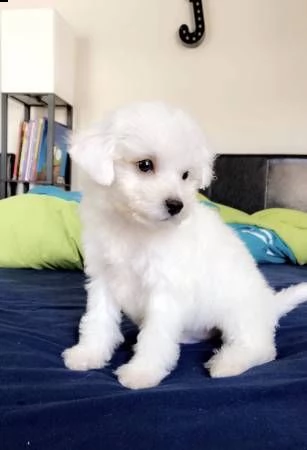 nano maltese... | Foto 0