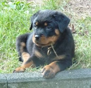 regalo cuccioli di tipo rottweiler con i capelli corti