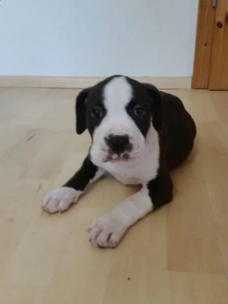 regalo bellissimi maschi e femmine pitbull cuccioli