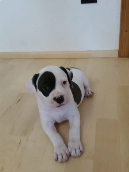  regalo cuccioli di pitbull