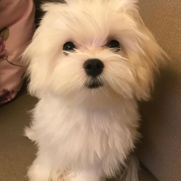 adorabili cuccioli maltesi in cerca di una nuova casa | Foto 0