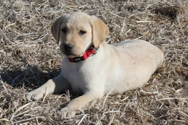 labrado | Foto 0