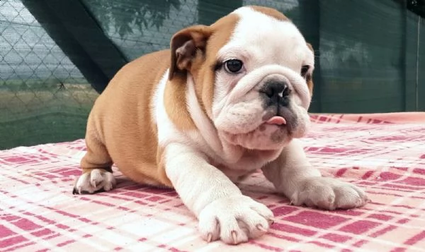 regalo bulldog cuccioli disponible