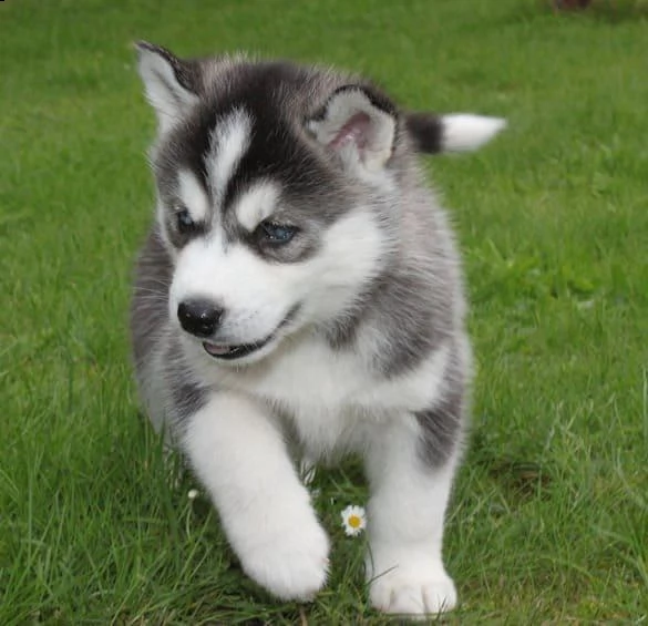  regalo siberian husky cuccioli, maschio e femmina