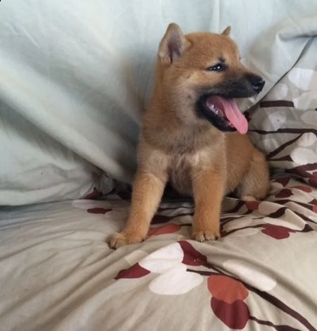  regalo cuccioli boxer