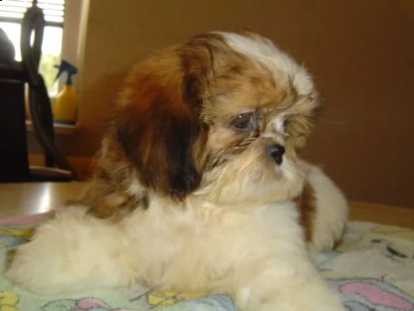  regalo cuccioli shih tzu