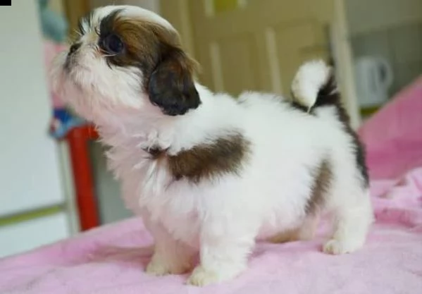  regalo bellissimi cuccioli allevati shih-tzu, colore bianco e nero.