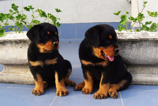 regalo cuccioli di tipo rottweiler con i capelli corti