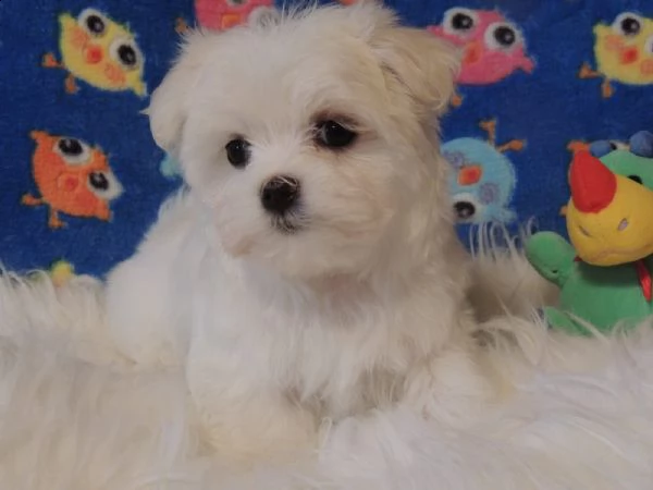  regalo adorabili cuccioli  malteser