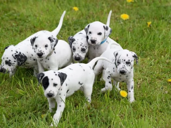  regalo dalmata cuccioli
