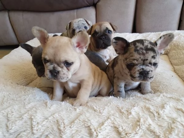  bouledogue francese merle bh-vt | Foto 0