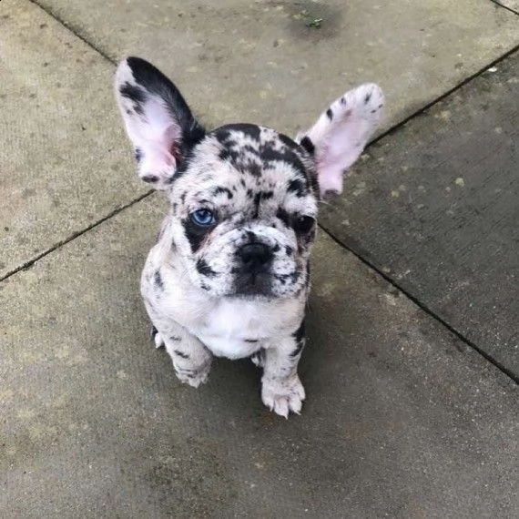  bouledogue francese merle bh-vt