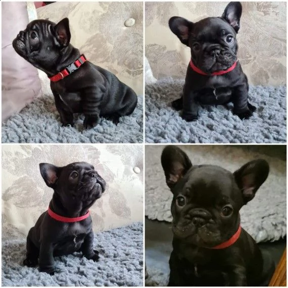 cuccioli di bouledogue francese con pedigree | Foto 1