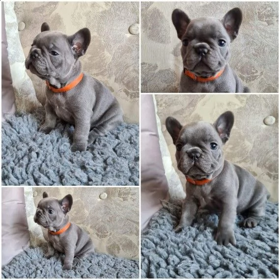 cuccioli di bouledogue francese con pedigree