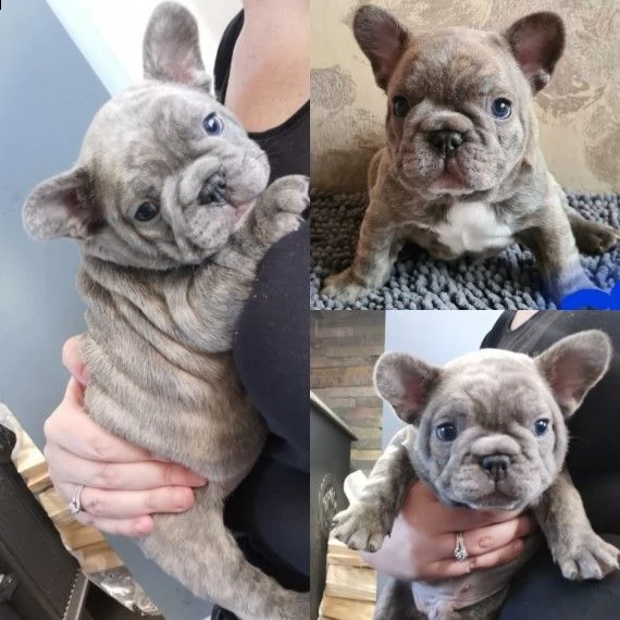 cuccioli di bouledogue francese con pedigree | Foto 0