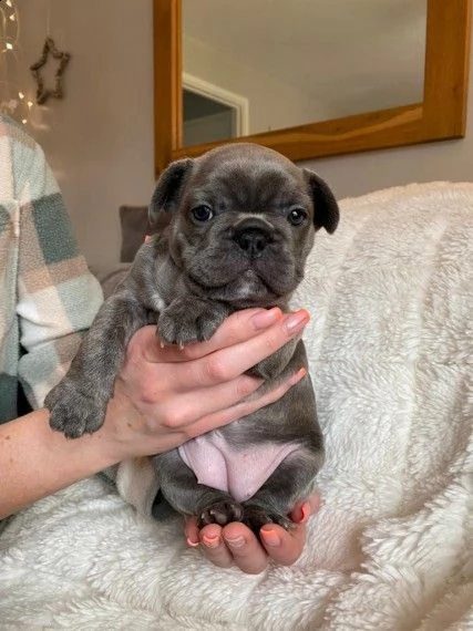 cuccioli bouledogue francesi | Foto 0