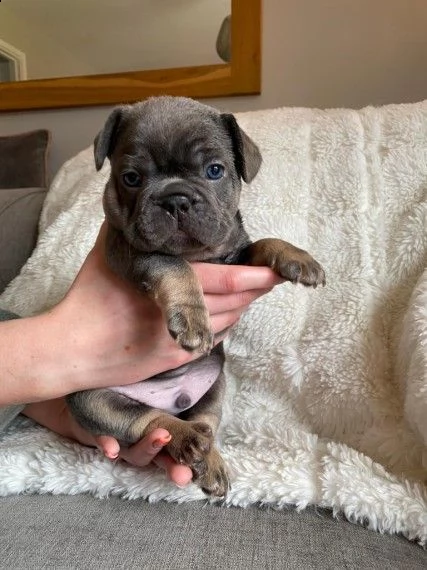 cuccioli bouledogue francesi