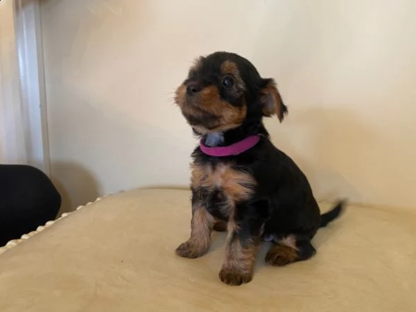 yorkshire yorkie terrier mini cuccioli  | Foto 1