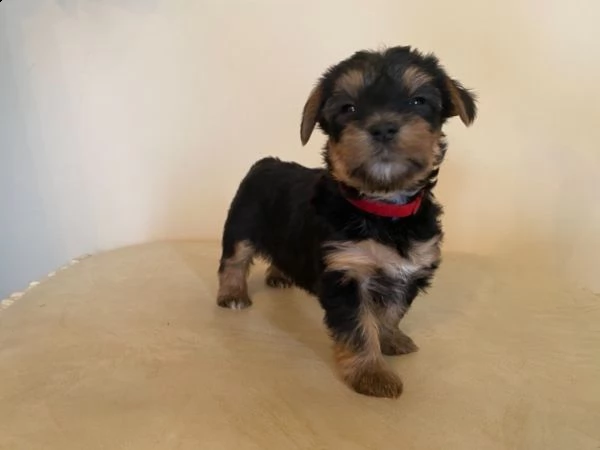 yorkshire yorkie terrier mini cuccioli  | Foto 0