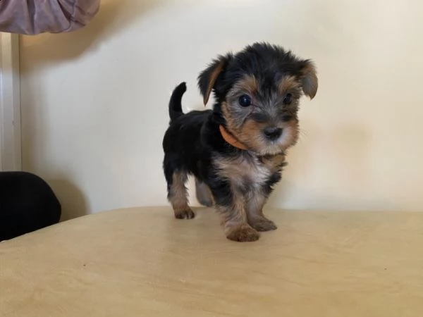 yorkshire yorkie terrier mini cuccioli 