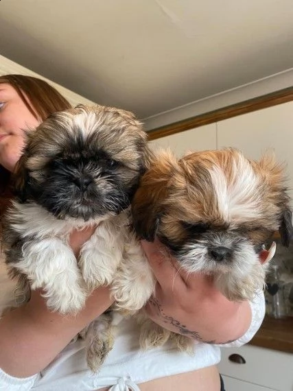 cuccioli di shihtzu alta genealogia | Foto 0