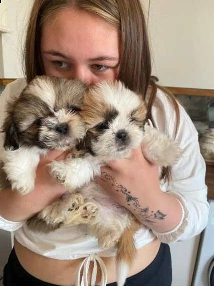 cuccioli di shihtzu alta genealogia