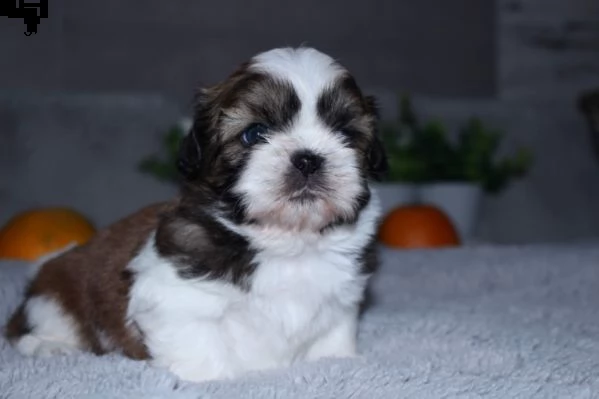 cuccioli di shitzu, maschi e femmine | Foto 1