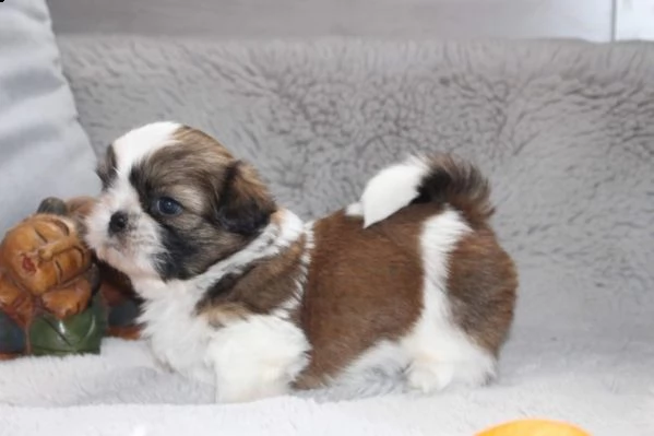 cuccioli di shitzu, maschi e femmine