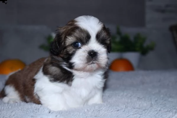 cuccioli di shitzu, maschi e femmine | Foto 0