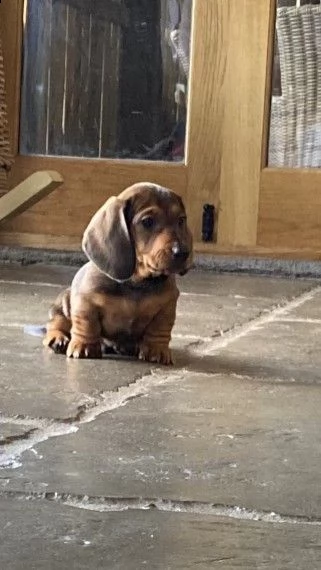 disponibili cuccioli bassotto nano | Foto 0