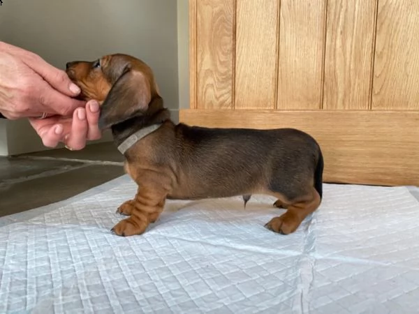 disponibili cuccioli bassotto nano