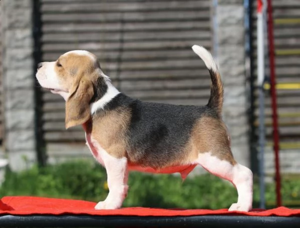 beagle tricolore cuccioli maschi e femmine