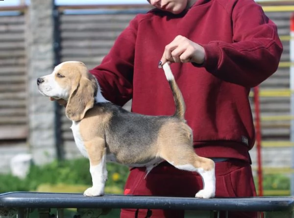 beagle tricolore cuccioli maschi e femmine | Foto 1