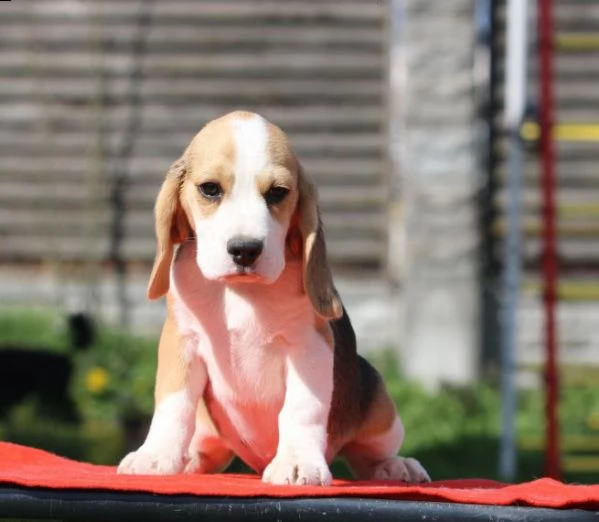 beagle tricolore cuccioli maschi e femmine | Foto 0