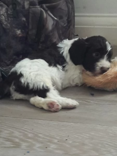 lagotto romagnolo cuccioli tartufe | Foto 1