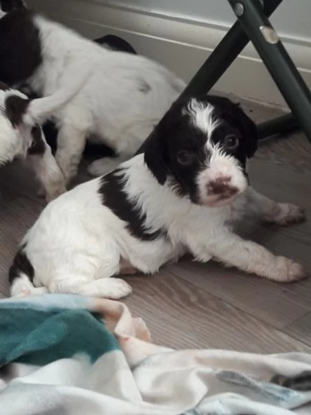 lagotto romagnolo cuccioli tartufe | Foto 0