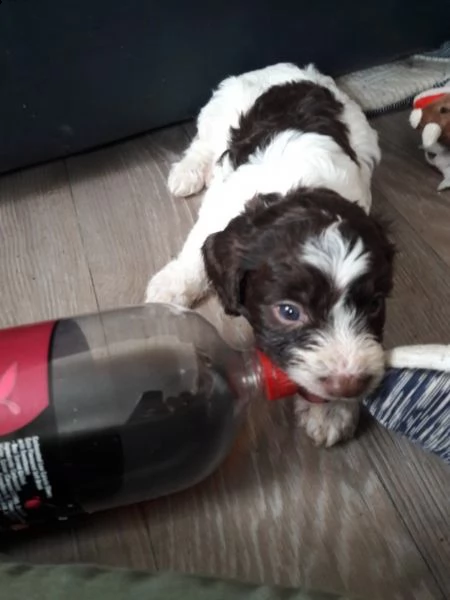 lagotto romagnolo cuccioli tartufe