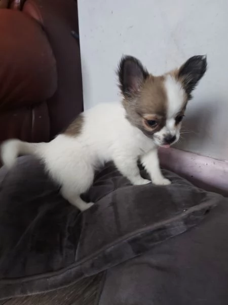 piccola chihuahua toy | Foto 1