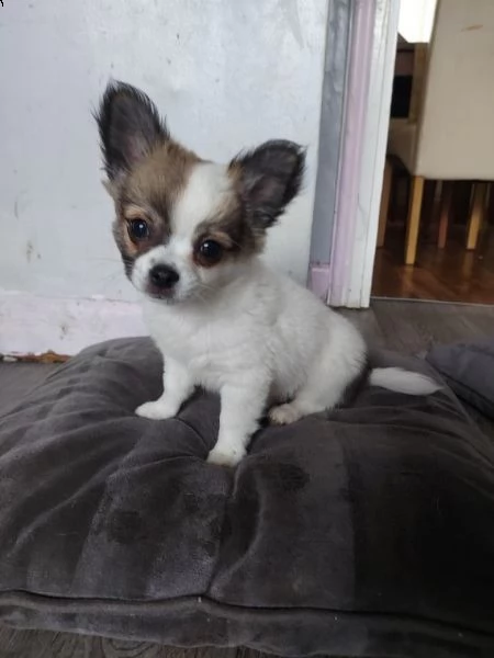 piccola chihuahua toy