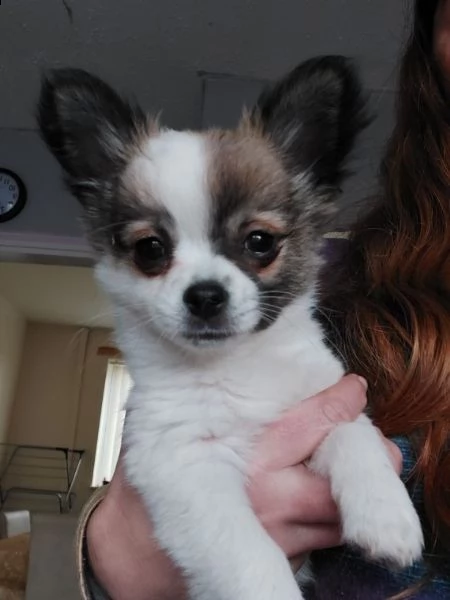 piccola chihuahua toy | Foto 0