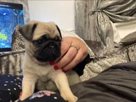 cuccioli maschio e femmina carlino | Foto 0